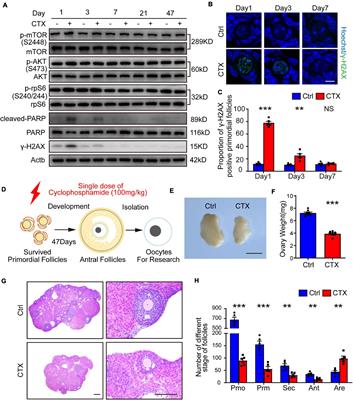 Cyclophosphamide Exposure Causes Long-Term Detrimental Effect of Oocytes Developmental Competence Through Affecting the Epigenetic Modification and Maternal Factors’ Transcription During Oocyte Growth